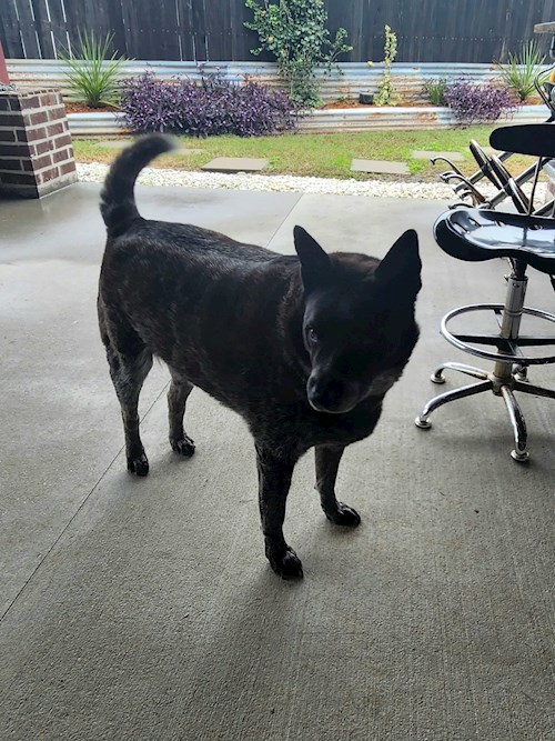 Maria- petsitter Dezmir or Pet nanny for dogs cats