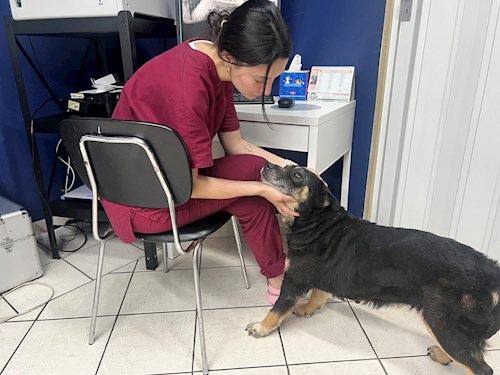 Arianna- petsitter Timișoara vagy Állat szitter a kutyák cicák