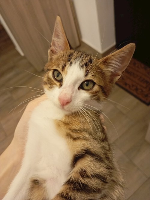 Dumitru- petsitter Constanța sau Bonă pentru animale pentru pisici