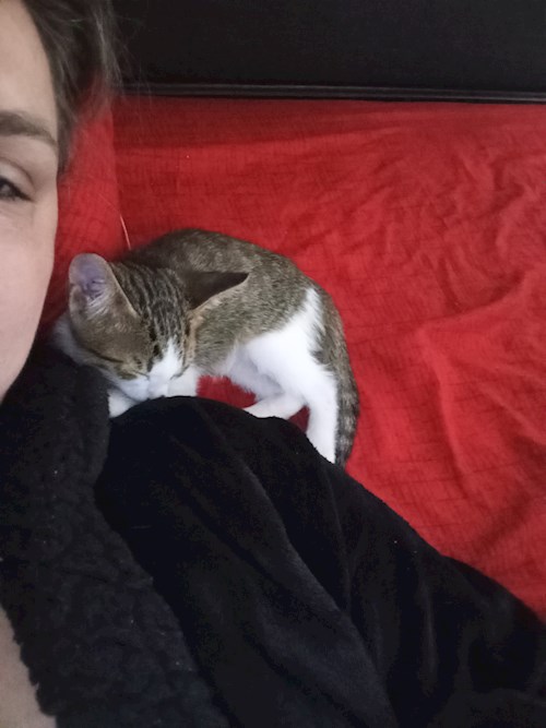 Dumitru- petsitter Constanța sau Bonă pentru animale pentru pisici