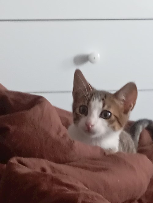 Dumitru- petsitter Constanța sau Bonă pentru animale pentru pisici