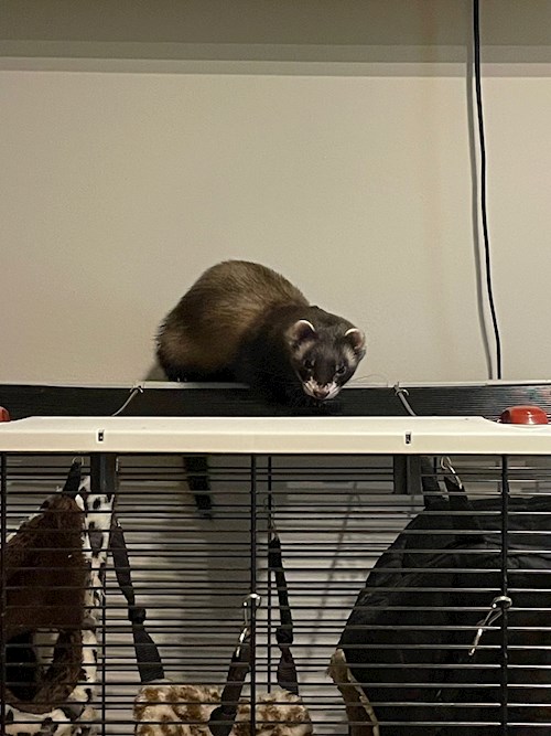 Diana- petsitter Iași or Pet nanny for dogs cats