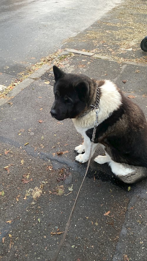 Anisia- petsitter Roșu sau Bonă pentru animale pentru câini pisici