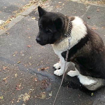 thumbnail petsitter Roșu sau bonă pentru animale pentru câini pisici