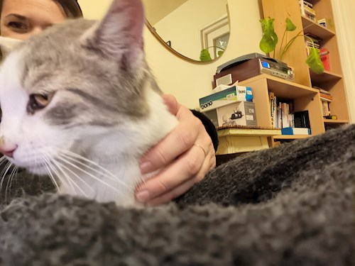 andrada- petsitter Timișoara or Pet nanny for dogs cats