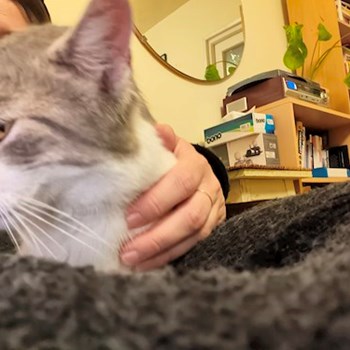 thumbnail petsitter Timișoara or pet nanny for dogs cats