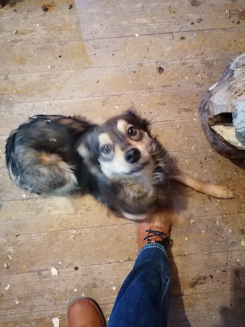 andrada- petsitter Timișoara or Pet nanny for dogs cats