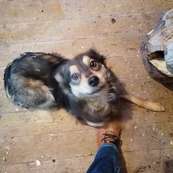 thumbnail petsitter Timișoara or pet nanny for dogs cats