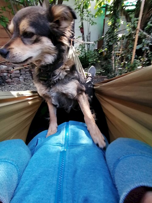 andrada- petsitter Timișoara or Pet nanny for dogs cats