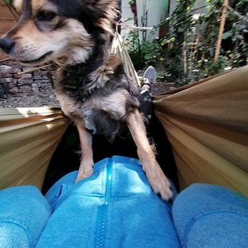 thumbnail petsitter Timișoara or pet nanny for dogs cats