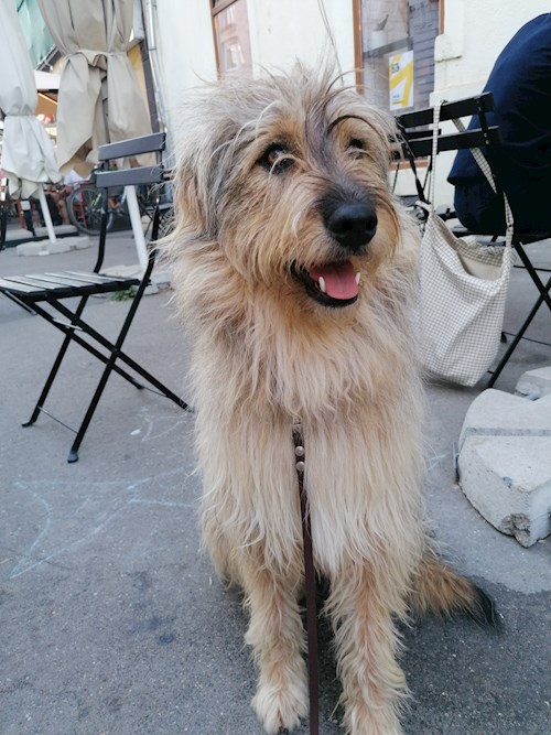 andrada- petsitter Timișoara or Pet nanny for dogs cats