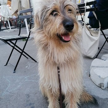 thumbnail petsitter Timișoara or pet nanny for dogs cats