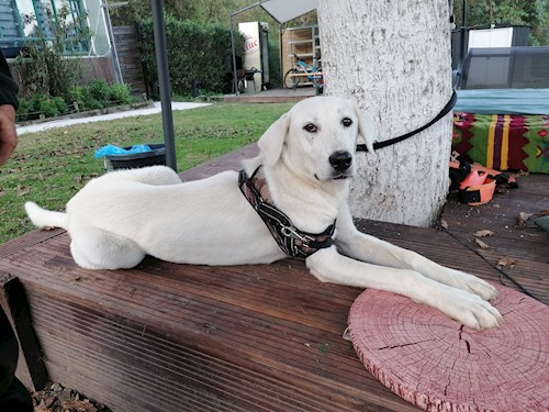 andrada- petsitter Timișoara or Pet nanny for dogs cats