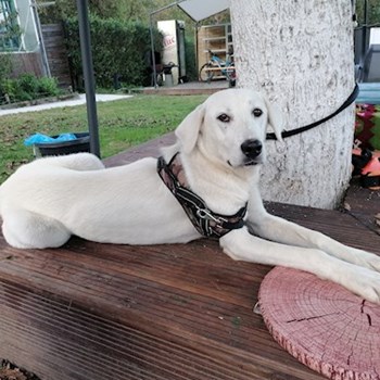 thumbnail petsitter Timișoara or pet nanny for dogs cats