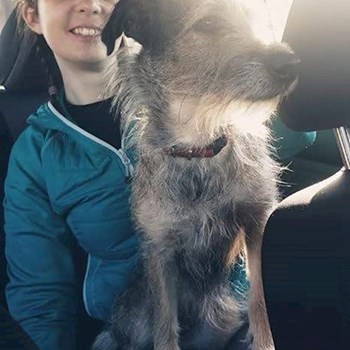 thumbnail petsitter Timișoara or pet nanny for dogs cats