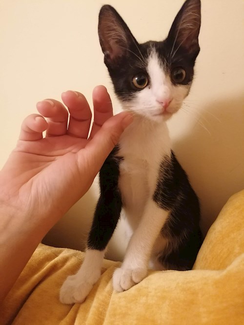 andrada- petsitter Timișoara or Pet nanny for dogs cats