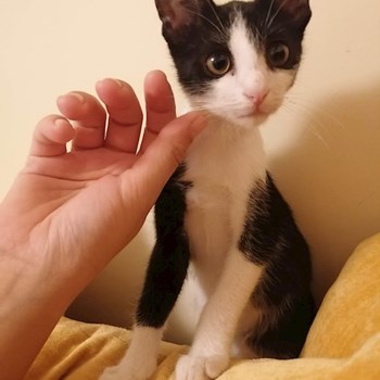 thumbnail petsitter Timișoara or pet nanny for dogs cats