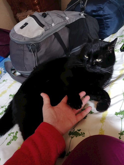 andrada- petsitter Timișoara or Pet nanny for dogs cats