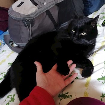 thumbnail petsitter Timișoara or pet nanny for dogs cats