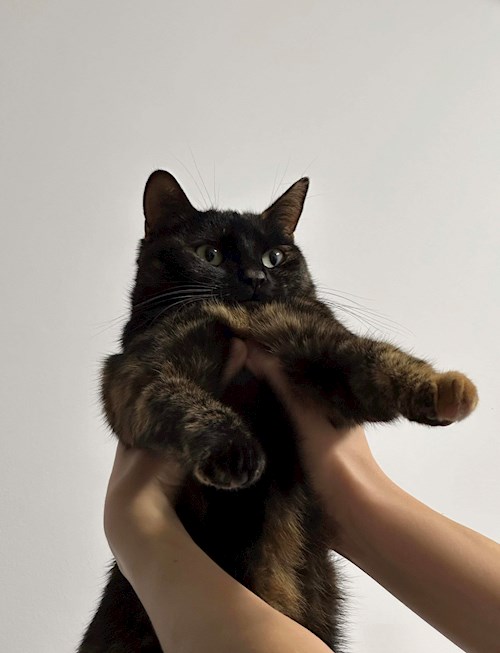 Teona- petsitter București sau Bonă pentru animale pentru câini pisici