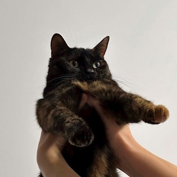 thumbnail petsitter București sau bonă pentru animale pentru câini pisici