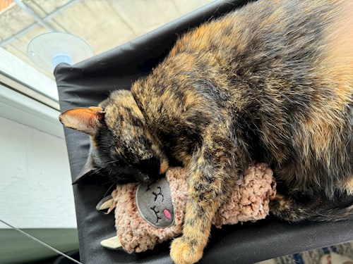 Teona- petsitter București sau Bonă pentru animale pentru câini pisici