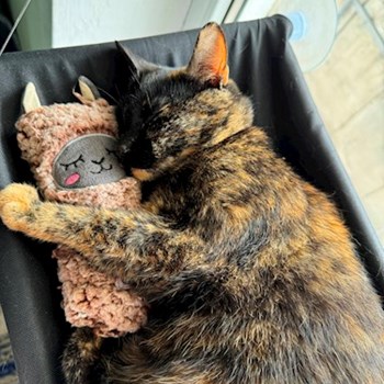 thumbnail petsitter București sau bonă pentru animale pentru câini pisici