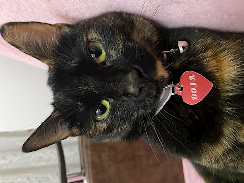 Teona- petsitter București sau Bonă pentru animale pentru câini pisici