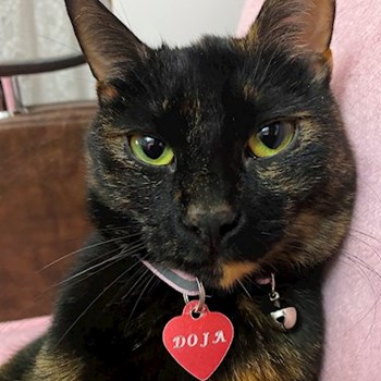 thumbnail petsitter București sau bonă pentru animale pentru câini pisici