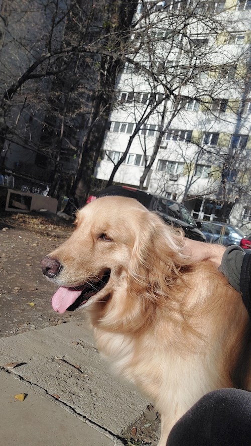 Remus- petsitter București or Pet nanny for dogs cats