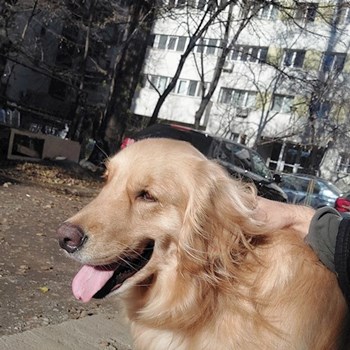 thumbnail petsitter București or pet nanny for dogs cats