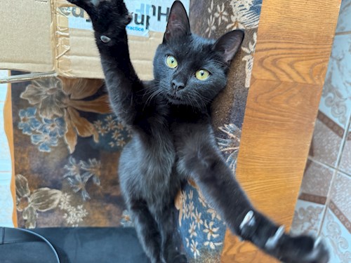 Teona- petsitter București sau Bonă pentru animale pentru câini pisici