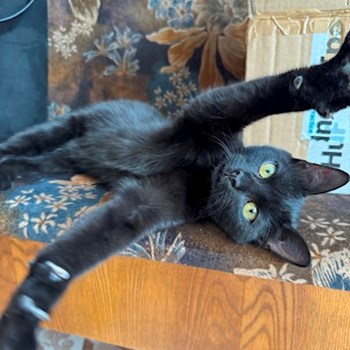 thumbnail petsitter București sau bonă pentru animale pentru câini pisici