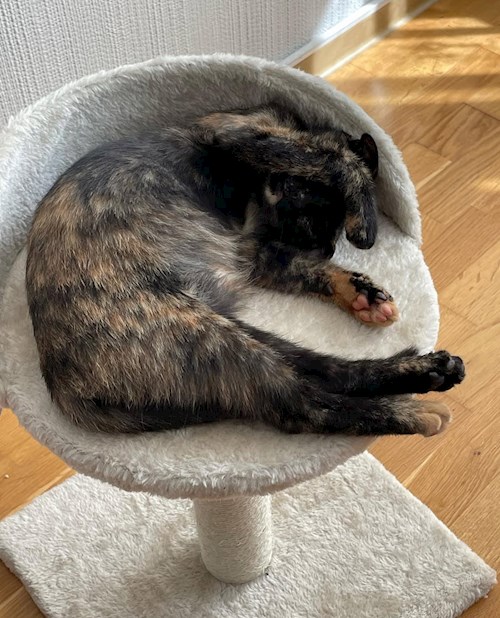 Teona- petsitter București sau Bonă pentru animale pentru câini pisici