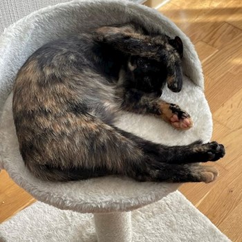 thumbnail petsitter București sau bonă pentru animale pentru câini pisici