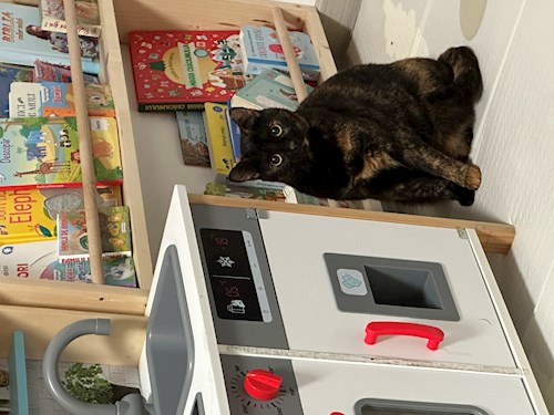 Teona- petsitter București sau Bonă pentru animale pentru câini pisici