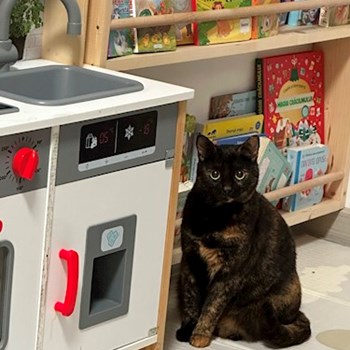 thumbnail petsitter București sau bonă pentru animale pentru câini pisici