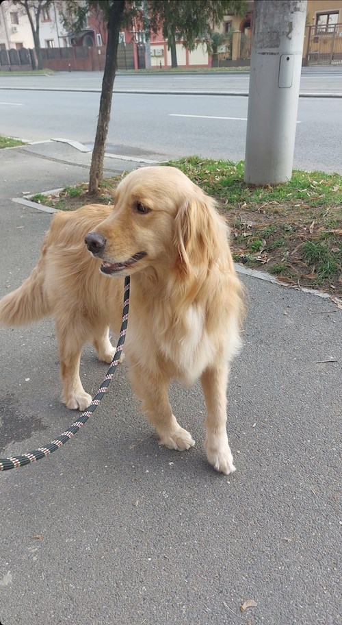 Remus- petsitter București or Pet nanny for dogs cats