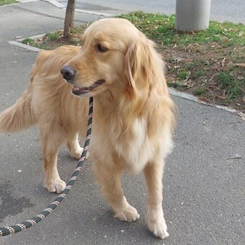 thumbnail petsitter București or pet nanny for dogs cats