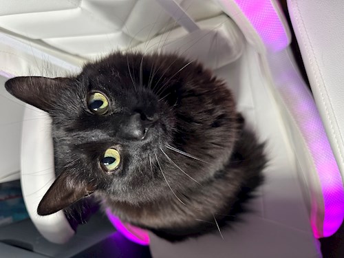 Carina- petsitter București or Pet nanny for cats