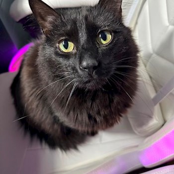 thumbnail petsitter București or pet nanny for cats