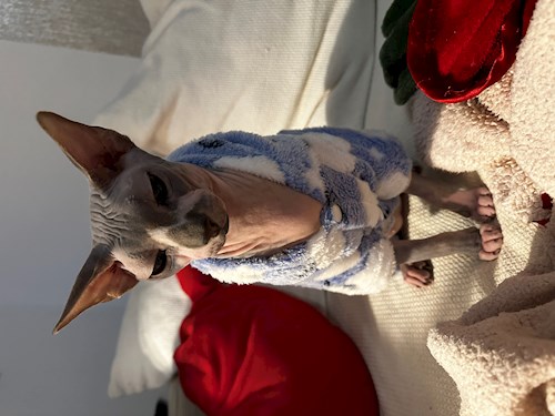 Carina- petsitter București or Pet nanny for cats