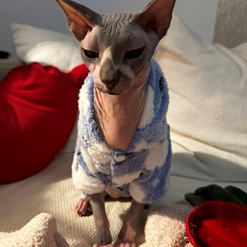 thumbnail petsitter București or pet nanny for cats