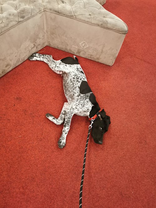 Razvan- petsitter Cernica sau Bonă pentru animale pentru