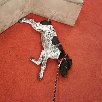 thumbnail petsitter Cernica sau bonă pentru animale pentru