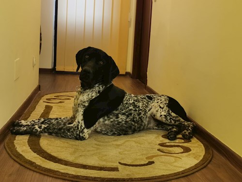 Razvan- petsitter Cernica sau Bonă pentru animale pentru