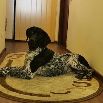 thumbnail petsitter Cernica sau bonă pentru animale pentru