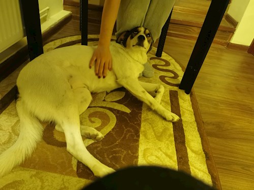 Razvan- petsitter Cernica sau Bonă pentru animale pentru