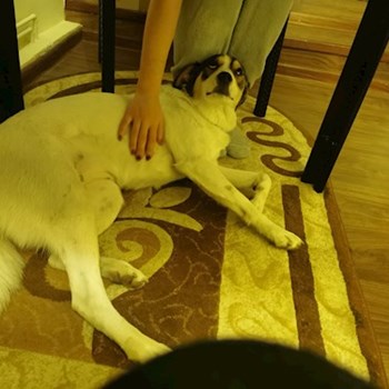 thumbnail petsitter Cernica sau bonă pentru animale pentru