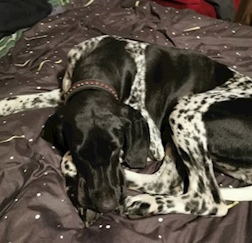 Razvan- petsitter Cernica sau Bonă pentru animale pentru